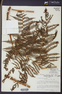 Cyathea bicrenata image