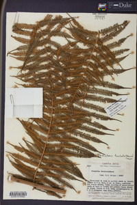 Cyathea bicrenata image