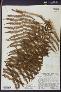 Cyathea bicrenata image