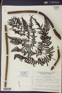 Cyathea bicrenata image