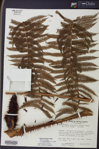 Cyathea bicrenata image