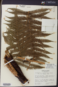 Cyathea bicrenata image