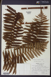 Cyathea delgadii image