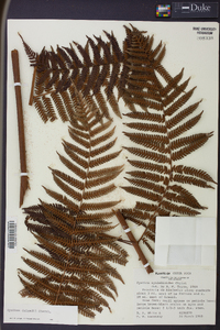 Cyathea delgadii image