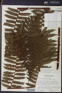 Cyathea delgadii image