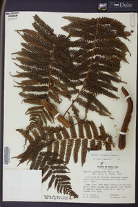 Cyathea delgadii image