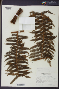 Cyathea delgadii image