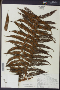 Cyathea delgadii image