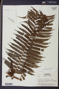 Cyathea delgadii image