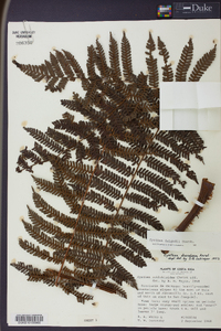 Cyathea delgadii image