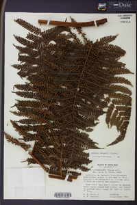 Cyathea delgadii image