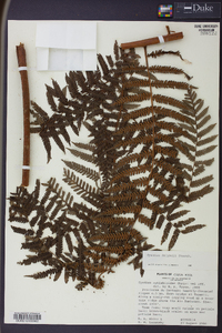 Cyathea delgadii image