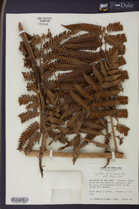 Cyathea divergens image