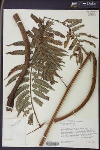 Cyathea divergens image