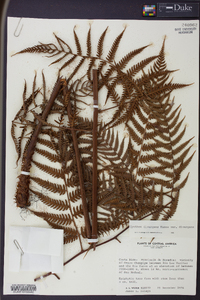 Cyathea divergens image