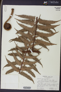 Cyathea divergens image