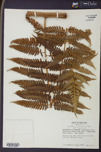 Cyathea divergens image