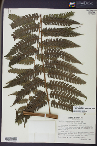 Cyathea divergens image