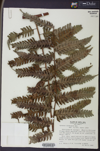 Cyathea divergens image