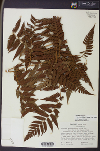 Cyathea divergens image