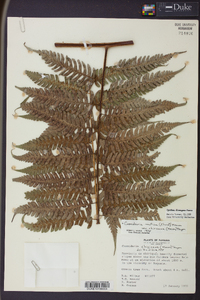 Cyathea divergens image