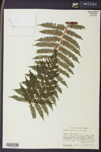 Cyathea fulva image