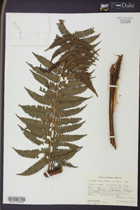 Cyathea fulva image