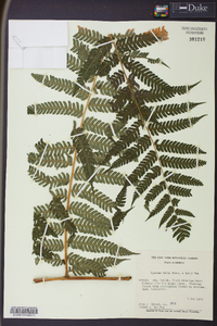 Cyathea fulva image