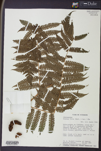 Cyathea fulva image