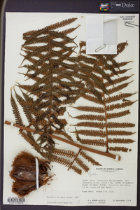 Cyathea fulva image