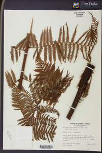 Cyathea fulva image