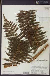 Cyathea fulva image