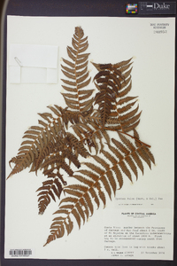 Cyathea fulva image