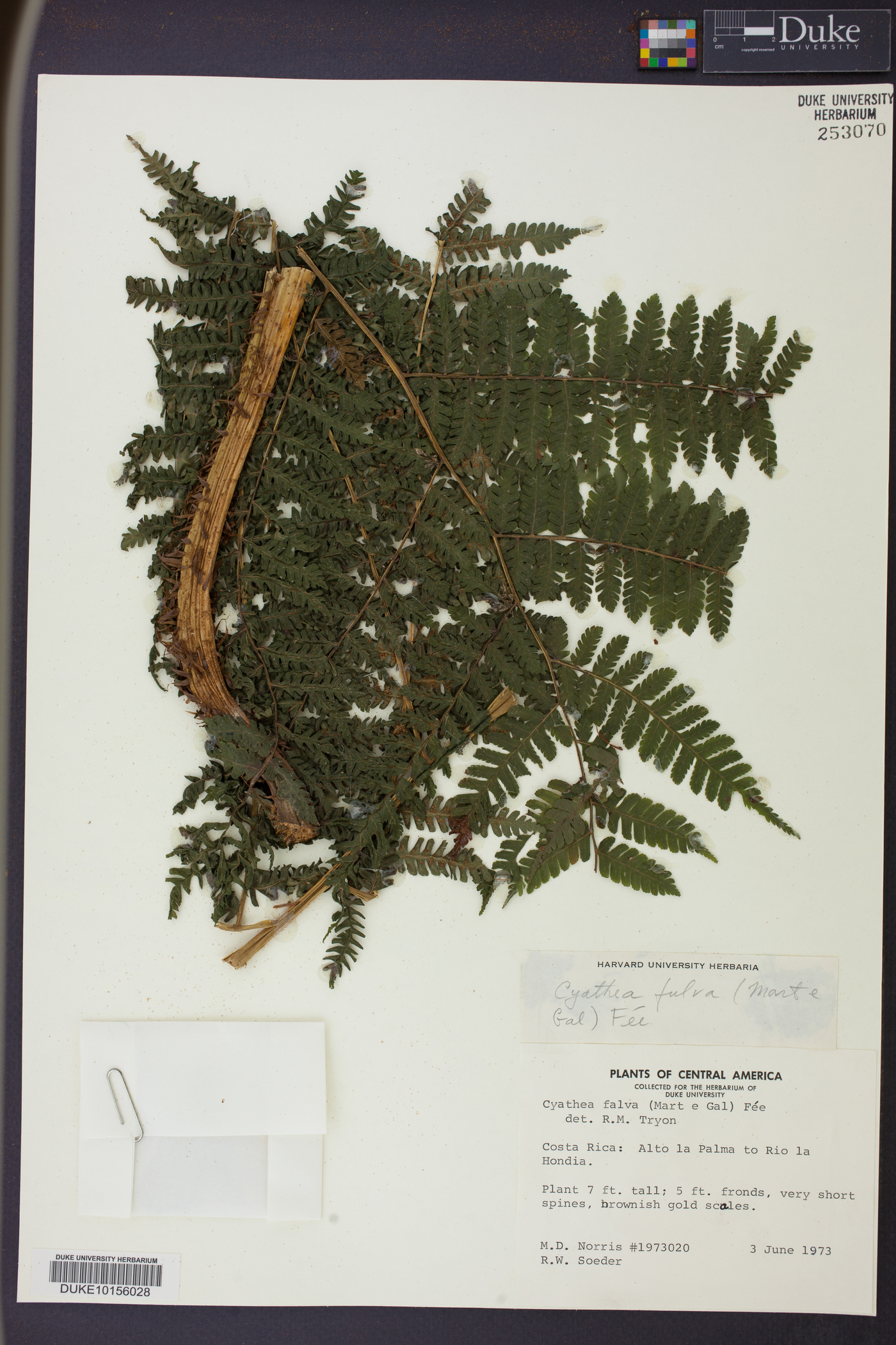 Cyathea fulva image