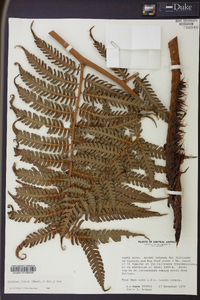 Cyathea fulva image