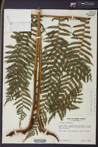 Cyathea fulva image