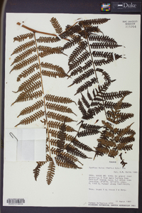 Cyathea fulva image