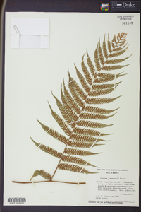 Cyathea divergens var. tuerckheimii image