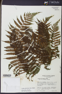 Cyathea microdonta image