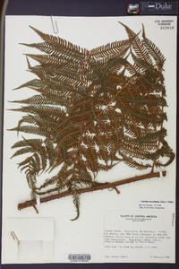 Cyathea microdonta image