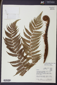 Cyathea microdonta image