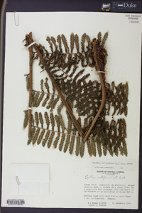 Cyathea multiflora image