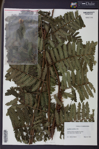 Cyathea multiflora image