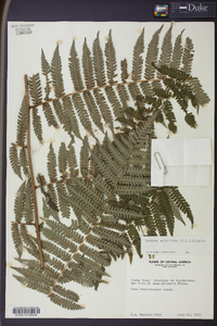 Cyathea multiflora image