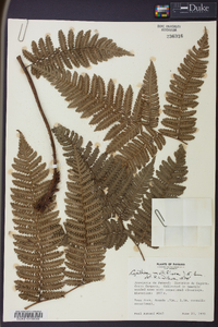 Cyathea multiflora image