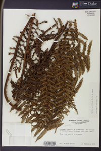 Cyathea multiflora image