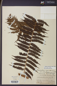 Cyathea myosuroides image