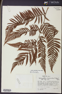 Cyathea myosuroides image