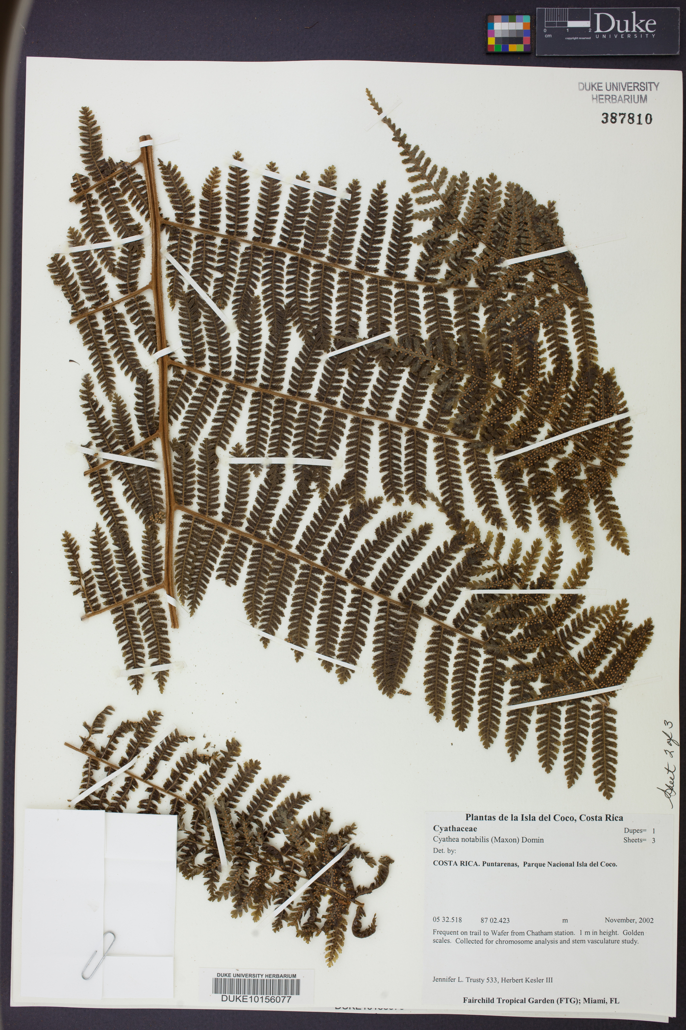 Cyathea notabilis image