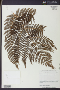 Cyathea nesiotica image